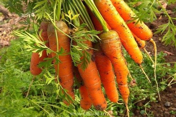 胡萝卜最佳种植时间是什么时候?