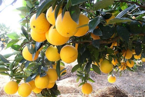 冰糖橙种植时间什么时候?怎么种?