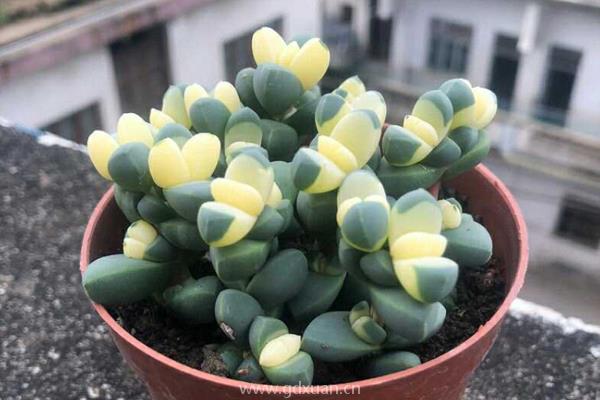 鹿角海棠怎么养?