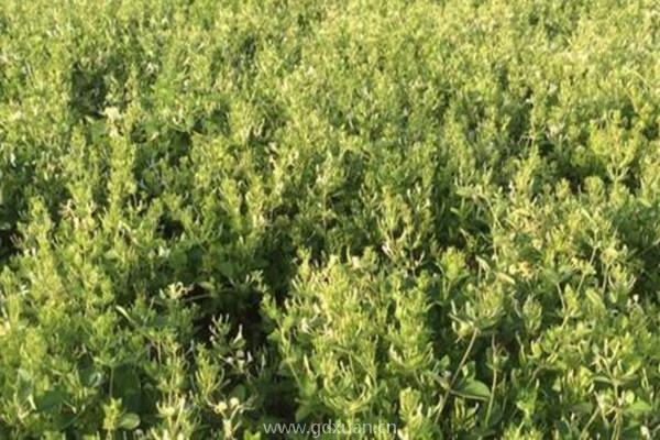 金银花白粉病的症状是什么?如何防控?