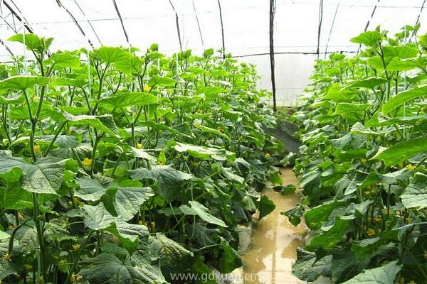 种植课堂:蔬菜苗期有哪些常见生理性病害?