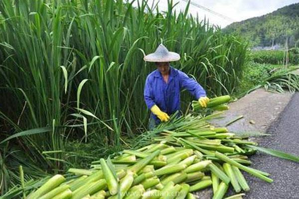 一亩田茭白能产多少斤？