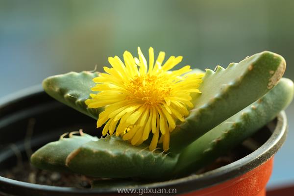 芳香波和四海波的区别是什么？