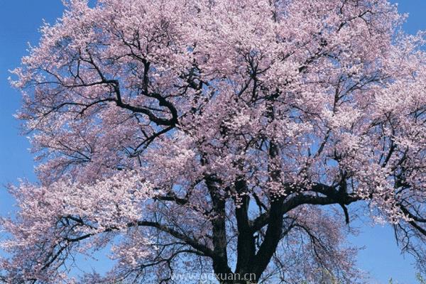 日本樱花有几朵花瓣？和中国樱花的区别是什么？