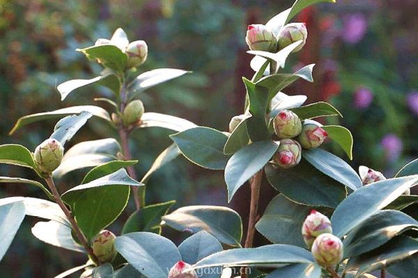 迪克茶花是什么品种？茶花迪斯和迪克是一个品种吗？