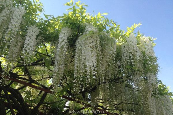 紫藤花的产地在哪？花语是什么？