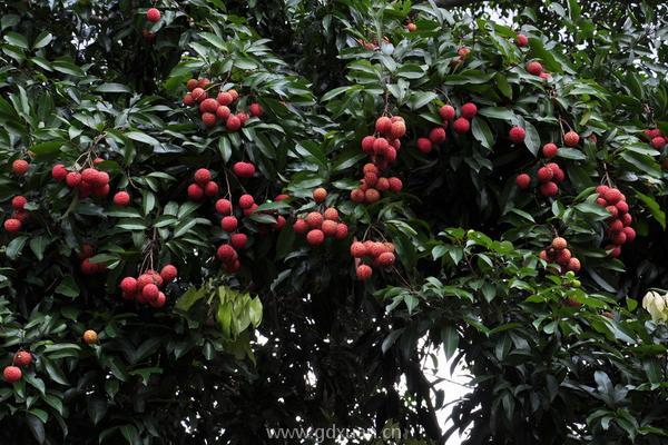 灵山香荔的特点是什么？几月份成熟上市？