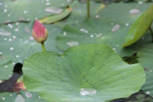 白露过后雨水还多吗？天气特征是怎样的？