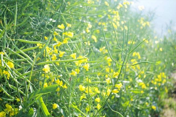 秋天适合种植什么蔬菜？秋天蔬菜大全品种介绍