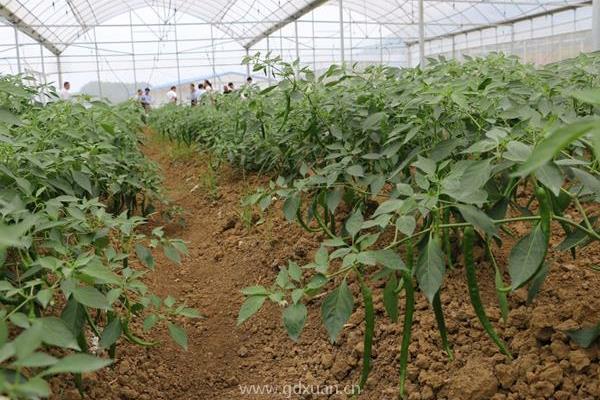 冷棚种植什么赚钱？这几大项目推荐给你！