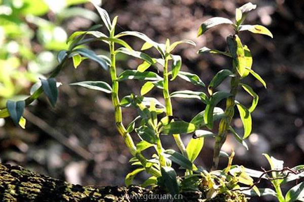 陕西种植什么药材最赚钱？这六种亩利润上万！