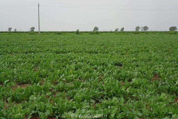 种植一亩板兰根的成本与利润分析