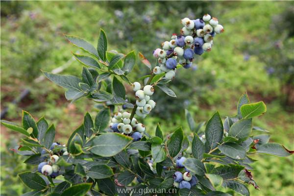 2020年蓝莓价格多少钱一斤？蓝莓种植前景怎么样？