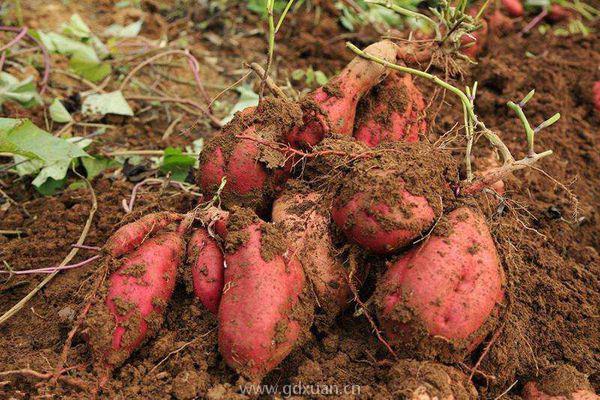 2020年红薯价格多少钱一斤？红薯种植利润如何？