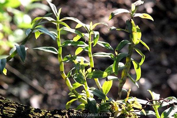 种植什么一亩六七十万？暴利种植项目推荐！