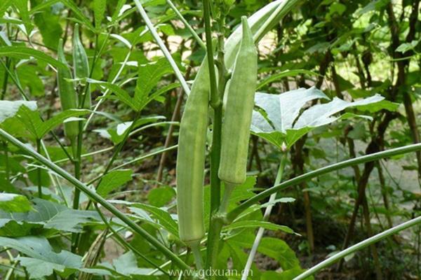 大棚种植什么好？这几个项目经济效益可观！