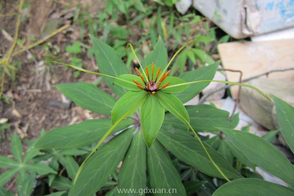 七叶一枝花种子多少钱一斤？七叶一枝花种植利润分析