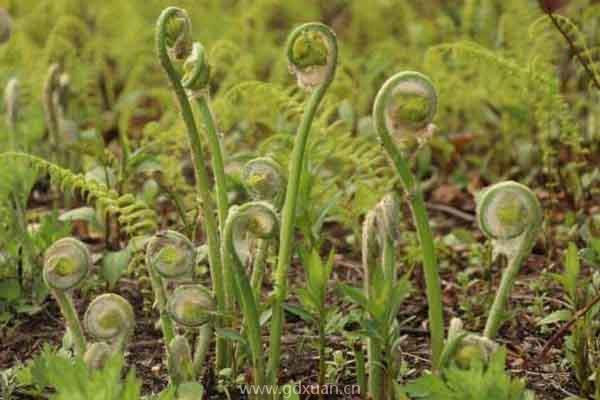 山野菜种植哪些前景好？