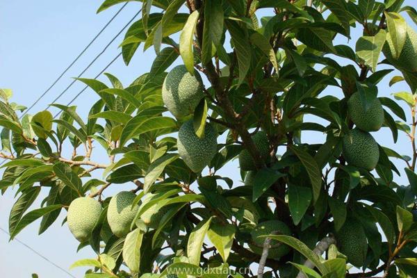 爱玉子市场价格多少？爱玉子种植前景分析（附爱玉子种植技术）