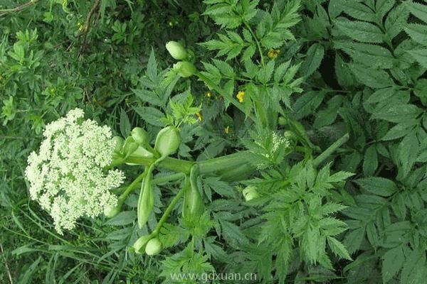 农村山上种植什么药材最赚钱？