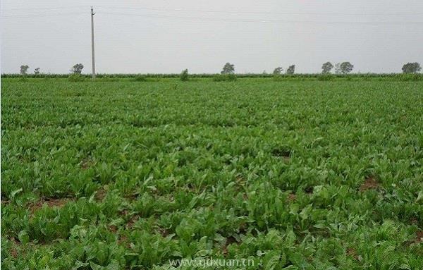 药材种植利润怎么样？大不大？这三个项目市场前景还不错！