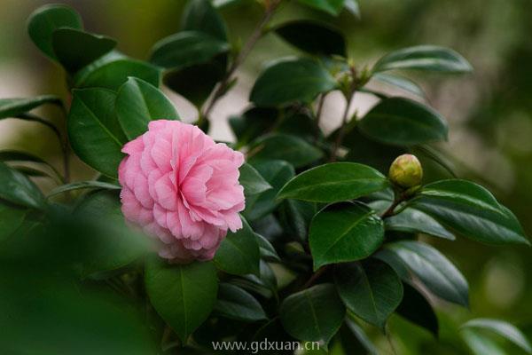 喜阴耐寒的室内植物花卉有哪些？