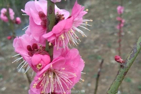 梅花这种植物，你觉得该如何给它修剪？