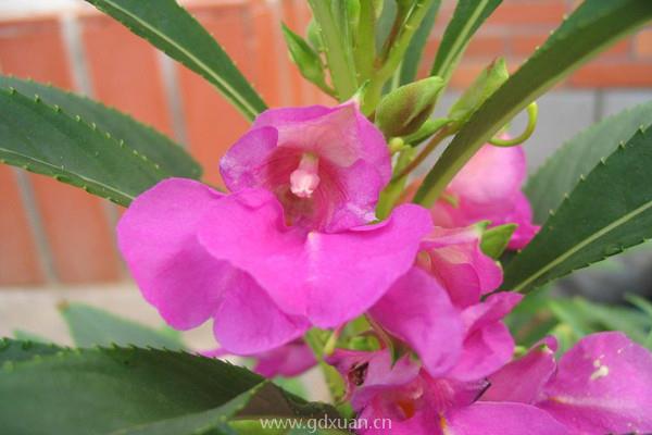 凤仙花在种植时，怎样就可以预防坏果的发生？