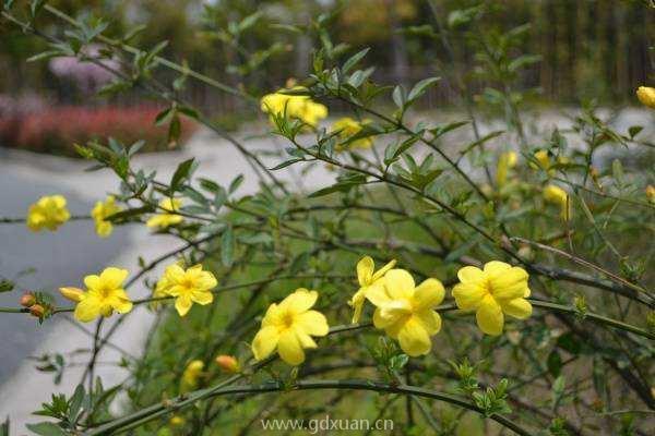 迎春花在种植时，怎样就可以预防坏果的发生？