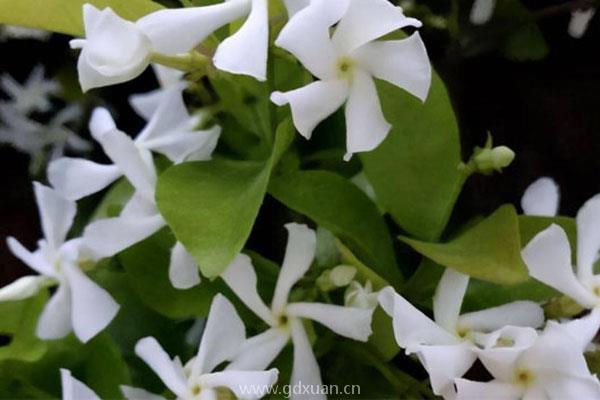 茉莉花的种类非常多，哪种茉莉花香味浓郁？