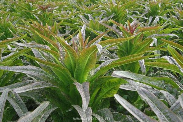 莴笋定植时浇定植水，大概什么时候加肥料？