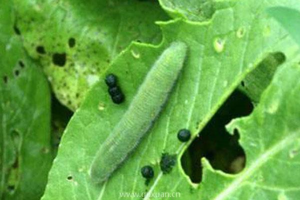 什么杀虫剂比噻虫嗪还好，能杀蚜虫、蛴螬等20多种害虫呢？