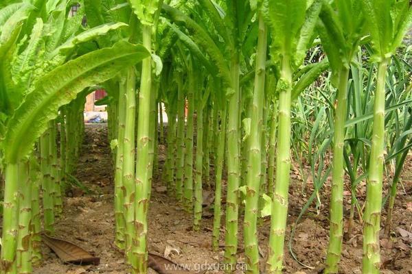 种植莴笋未熟抽薹，该如何正确去防治？