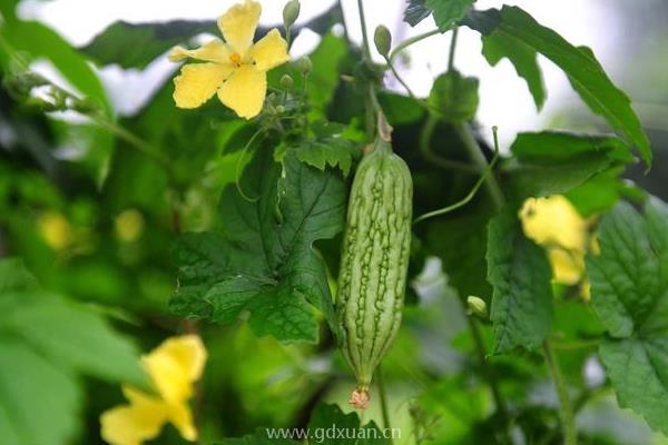 种植苦瓜定植后，对水肥的要求都有哪些？