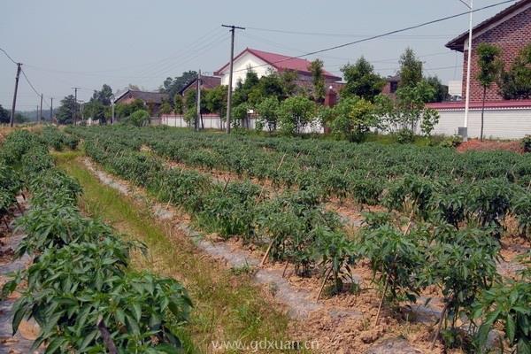 越来越多的人想去农村养老，有何缘故呢？