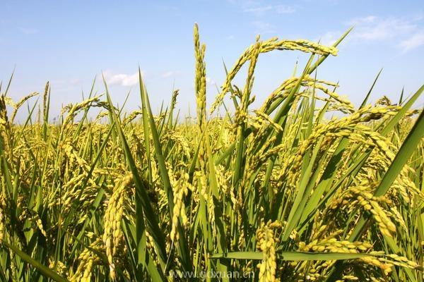 国家提倡不能荒田，种粮有补贴，回老家种植水稻划算吗？