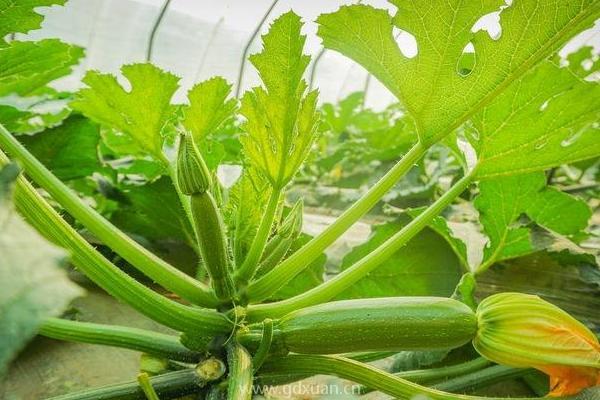 大面积种植西葫芦在收获期，对水肥的要求都有哪些？