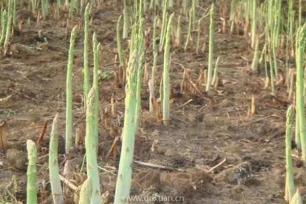 芦笋种植一次可以多年采收，它在苗期要怎么管？