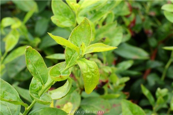 现在野菜特别受欢迎，那野菜可以人工种植吗？