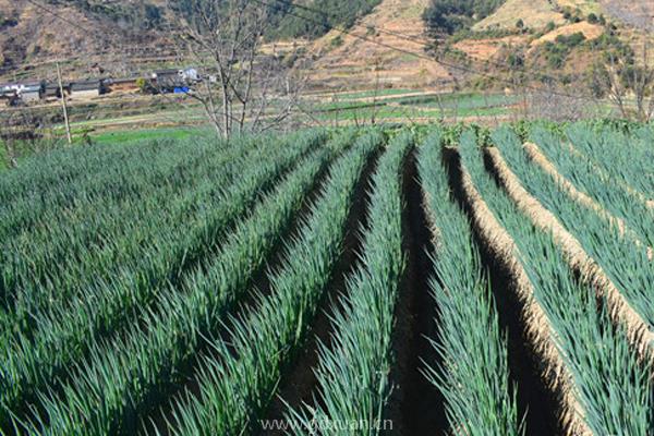 种植大葱什么时候施肥效果好？大葱在什么时期就要施肥呢？