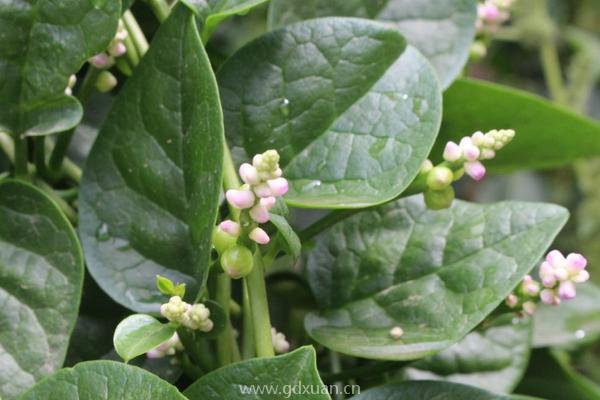 木耳菜钙含量比较高，适合在菜园种植吗？