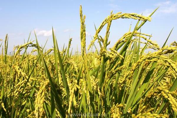 种植水稻时水田一直有水，对水稻生长有什么影响？