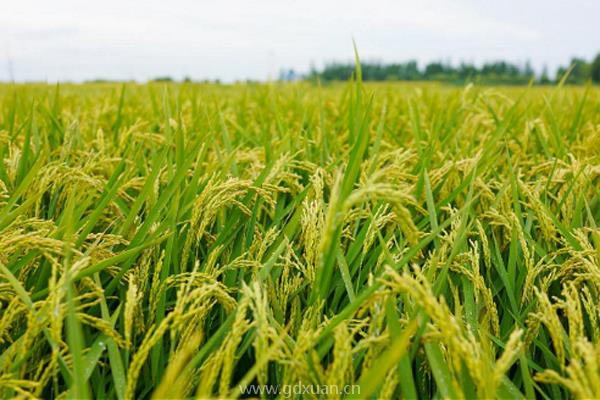 如何土地被集中种植了，未来粮食会便宜吗？