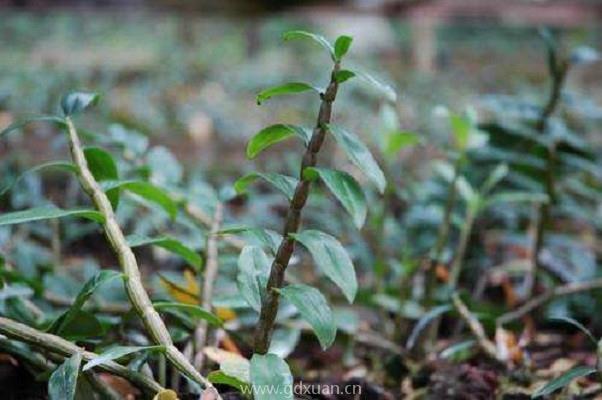 如何种植石斛？