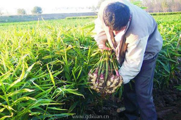 如何种植生姜？