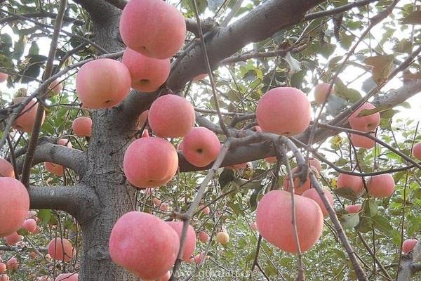 苹果树苗种植最佳时间是何时？怎么种？