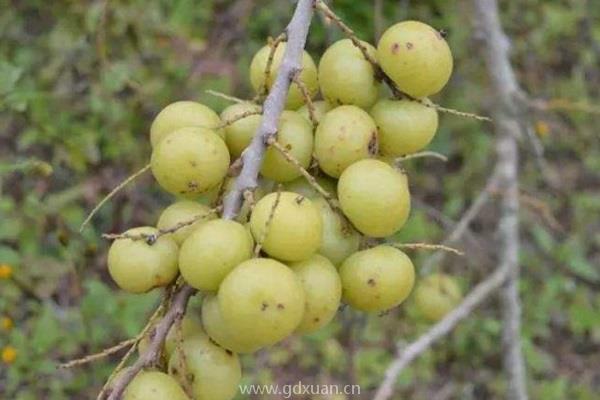 余甘果种植几年结果？余甘果和橄榄有什么区别？