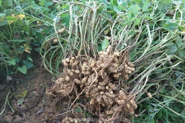 南方什么季节种花生比较好？南方适合种什么花生？