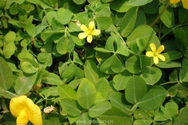 山东省哪里花生种植面积大？几月份种植？