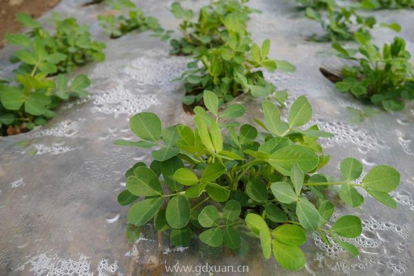 山东花生种植时间和生长期是什么时候？